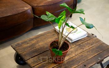 Kantoorruimte op Vrijheidslaan 80 in Amsterdam De Pijp met unieke houten tafel, plantenpot en bruin leren bank die een warme sfeer creëert voor huur.