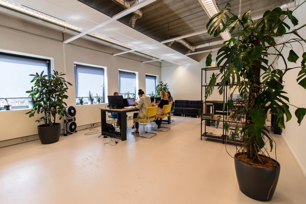 Zet de planten zoveel mogelijk in het licht